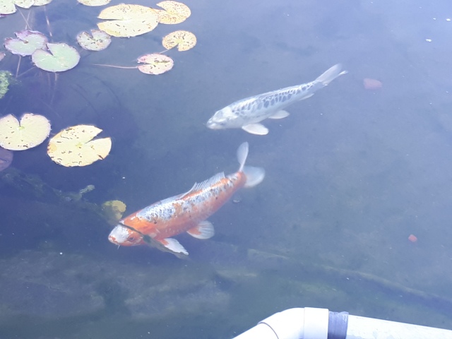 ../fotos/het_verlaat_2018/2018-07-31 20.01.06.jpg